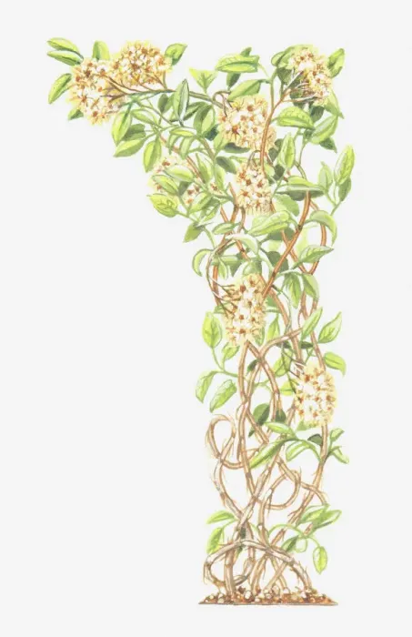 Framed Print : botany, clematis, clematis vitalba, climber, climbing plant, cut out, flower, foliage Framed Print : botany, clematis, clematis vitalba, climber, climbing plant, cut out, flower, foliage