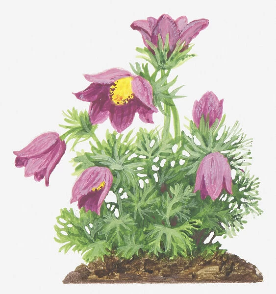botany, close-up, cut out, flower, foliage, leaf, no people, pasqueflower, pink, plant