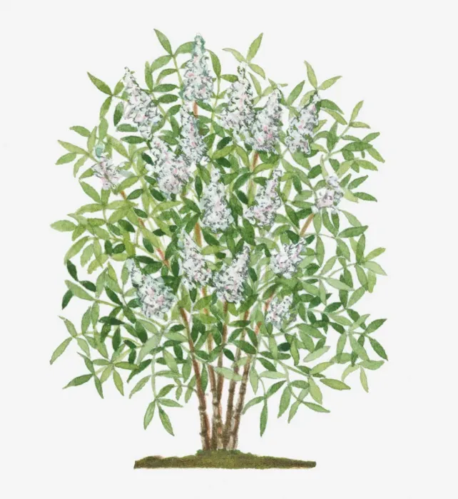 Framed Print : botany, cluster, conical, cut out, day, evergreen, flora, flower, green, herb, leaf Framed Print : botany, cluster, conical, cut out, day, evergreen, flora, flower, green, herb, leaf