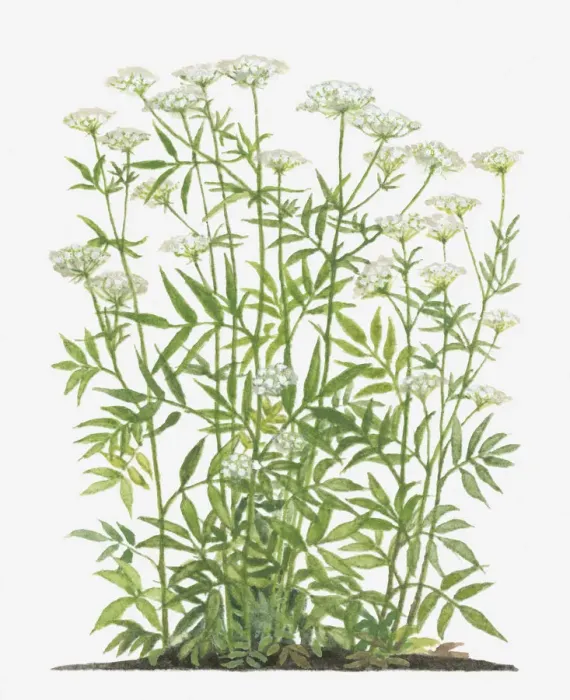 Framed Print : botany, cluster, crummock, cut out, day, flora, flower, green, herb, leaf, long, no people Framed Print : botany, cluster, crummock, cut out, day, flora, flower, green, herb, leaf, long, no people
