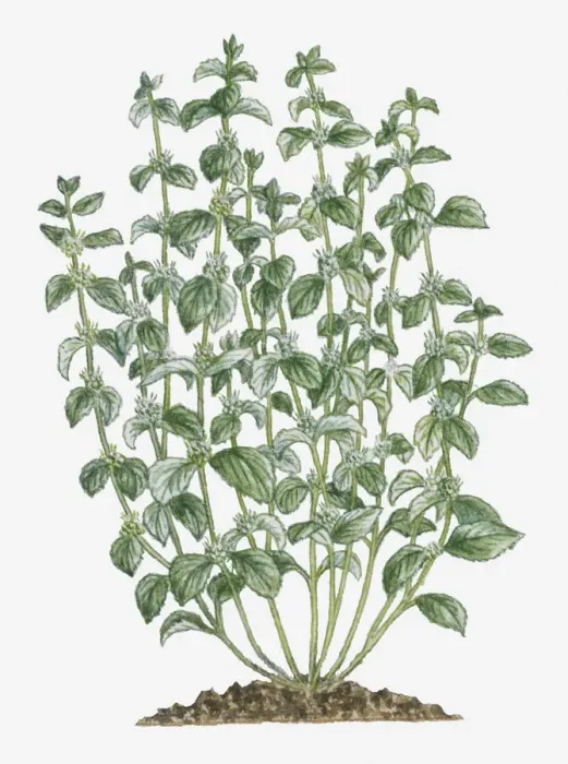 Framed Print : botany, cluster, cut out, day, flora, flower, green, grey, herb, leaf, marrubium vulgare