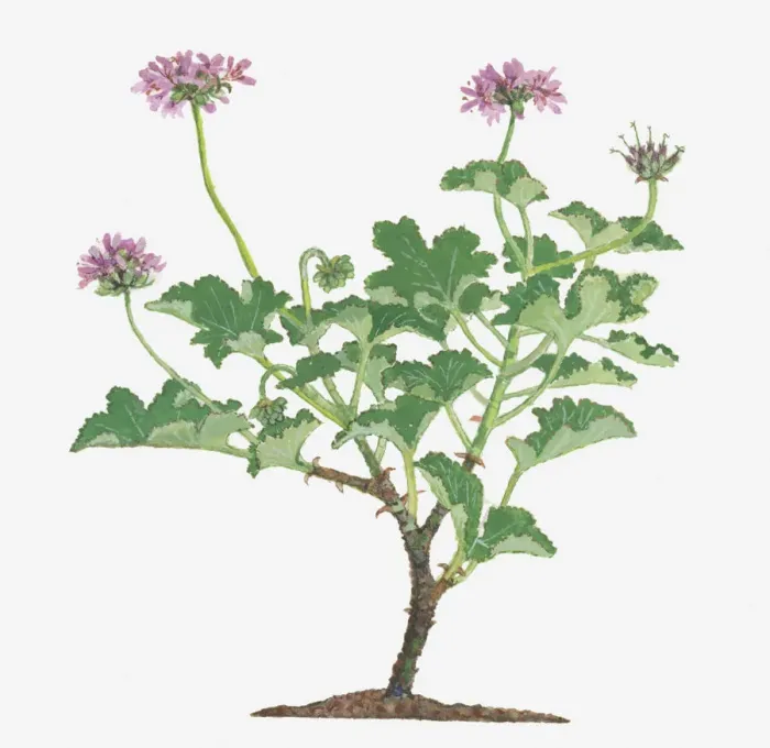 Framed Print : botany, cluster, cut out, day, flora, flower, green, herb, leaf, long, no people