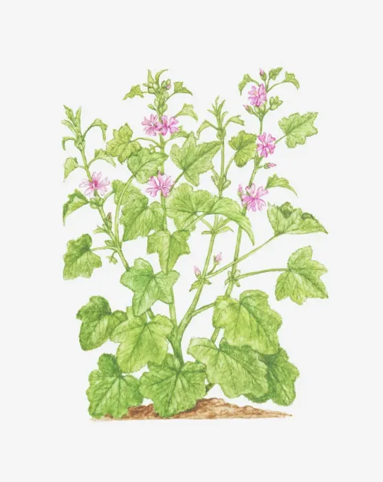 Framed Print : botany, common mallow, cut out, flower, foliage, green, leaf, mallow, malva sylvestris Framed Print : botany, common mallow, cut out, flower, foliage, green, leaf, mallow, malva sylvestris