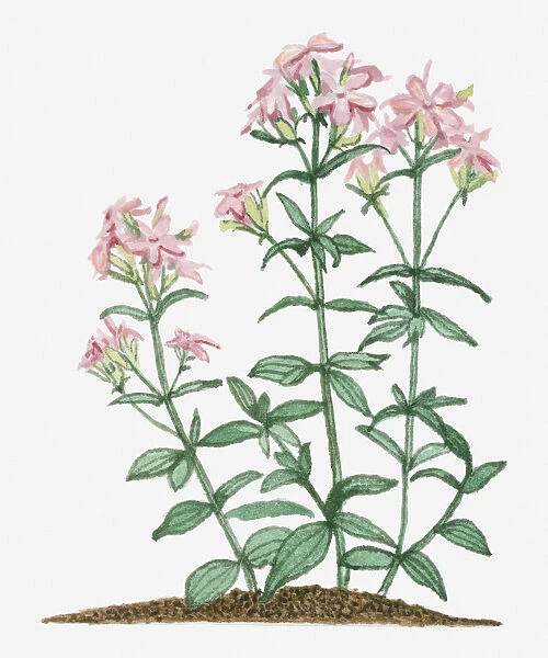 botany, common soapwort, cut out, day, flora, flower, green, herb, leaf, no people