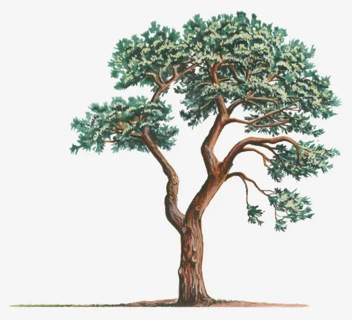 Framed Print : botany, coniferous, cut out, day, evergreen, flora, green, herb, leaf, no people Framed Print : botany, coniferous, cut out, day, evergreen, flora, green, herb, leaf, no people