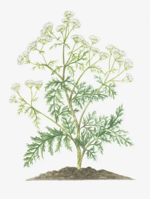 Framed Print : botany, conium, conium maculatum, cut out, flower, foliage, hemlock, leaf, no people Framed Print : botany, conium, conium maculatum, cut out, flower, foliage, hemlock, leaf, no people