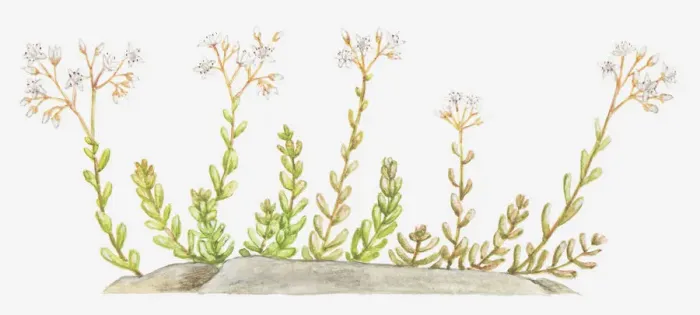 Framed Print : botany, crassulaceae, cut out, flower, growth, leaf, no people, plant, sedum album