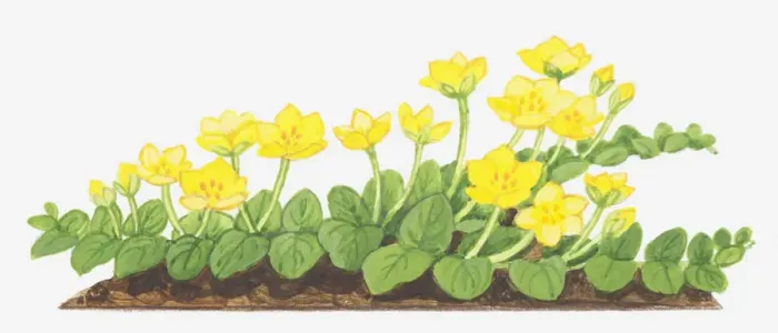 Framed Print : botany, creeping jenny, cut out, flower, foliage, leaf, lysimachia, lysimachia nummularia Framed Print : botany, creeping jenny, cut out, flower, foliage, leaf, lysimachia, lysimachia nummularia