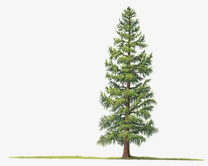 Framed Print : botany, cut out, day, deciduous, flora, green, herb, larix laricina, leaf, no people Framed Print : botany, cut out, day, deciduous, flora, green, herb, larix laricina, leaf, no people