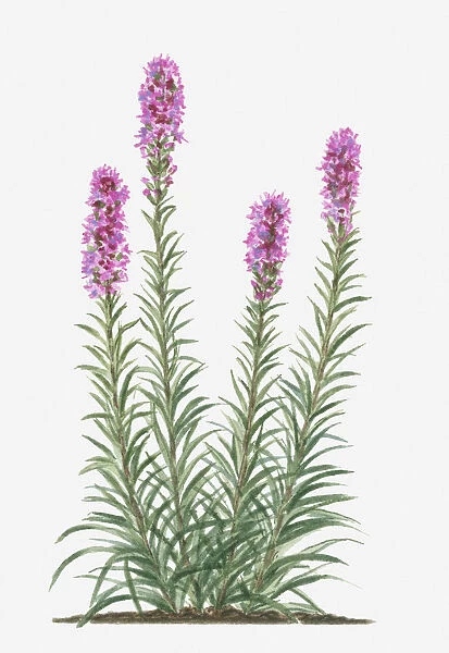 botany, cut out, day, deep, flora, flower, green, herb, leaf, liatris spicata, no people