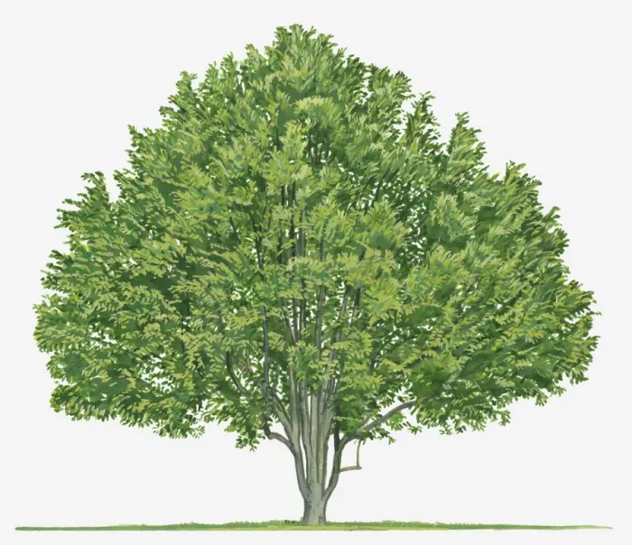 Framed Print : botany, cut out, day, evergreen, flora, green, herb, leaf, myristica fragrans, no people Framed Print : botany, cut out, day, evergreen, flora, green, herb, leaf, myristica fragrans, no people