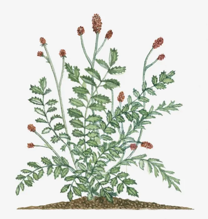 Framed Print : botany, cut out, day, evergreen, flora, flower, green, herb, leaf, no people, outdoors