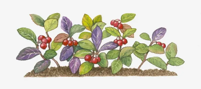 Framed Print : botany, cut out, day, evergreen, flora, fruit, gaultheria procumbens, green, herb Framed Print : botany, cut out, day, evergreen, flora, fruit, gaultheria procumbens, green, herb