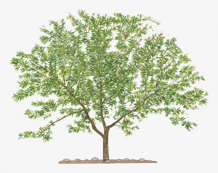 Framed Print : botany, cut out, day, evergreen, flora, green, herb, leaf, no people, outdoors, pomegranate Framed Print : botany, cut out, day, evergreen, flora, green, herb, leaf, no people, outdoors, pomegranate