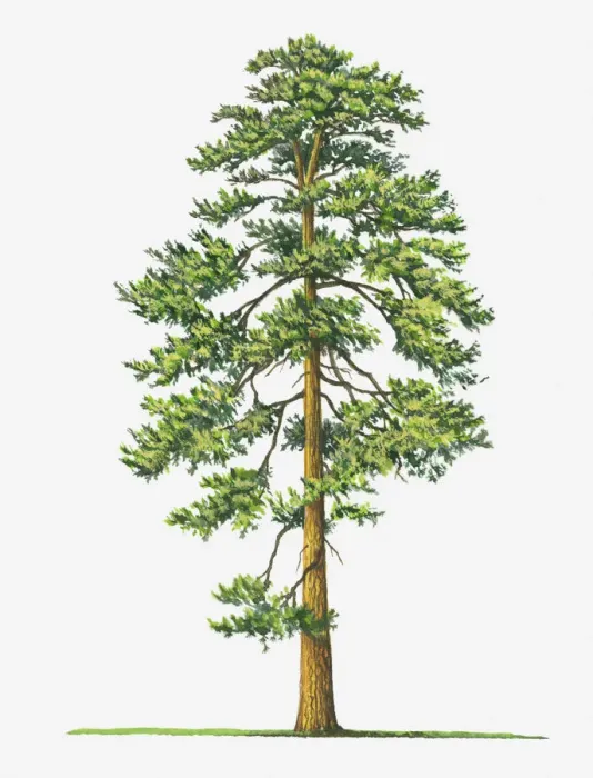 Framed Print : botany, cut out, day, evergreen, flora, green, leaf, no people, outdoors, pinus ponderosa Framed Print : botany, cut out, day, evergreen, flora, green, leaf, no people, outdoors, pinus ponderosa