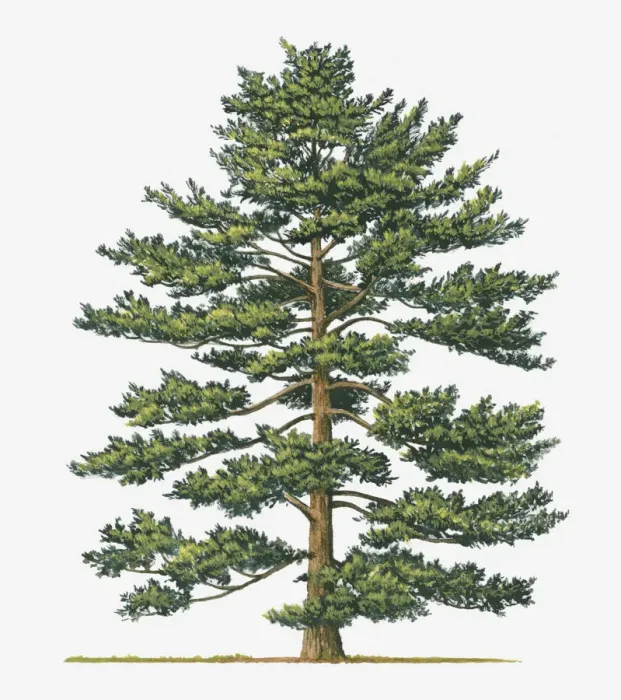 Framed Print : botany, cut out, day, evergreen, flora, green, japanese white pine, leaf, no people Framed Print : botany, cut out, day, evergreen, flora, green, japanese white pine, leaf, no people