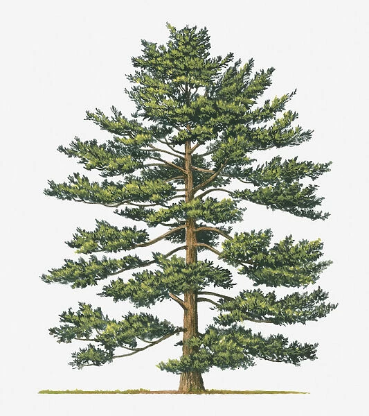 botany, cut out, day, evergreen, flora, green, japanese white pine, leaf, no people