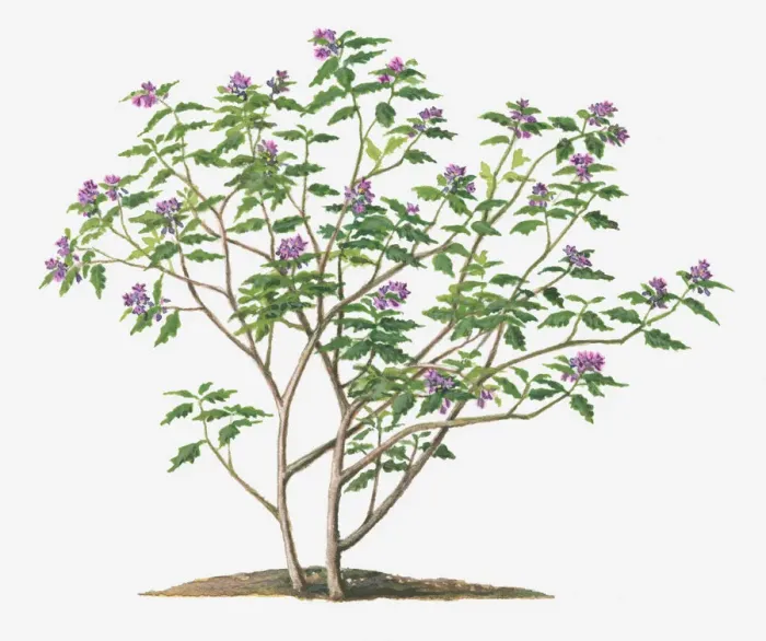 Framed Print : botany, cut out, day, flora, flower, green, herb, indian nightshade, leaf, no people