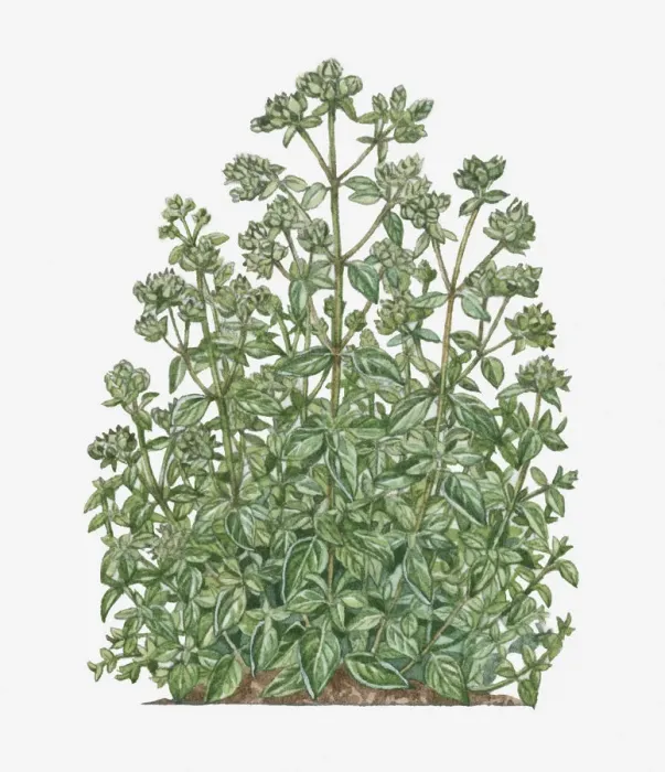 Framed Print : botany, cut out, day, flora, flower, green, herb, leaf, marjoram, no people, origanum majorana