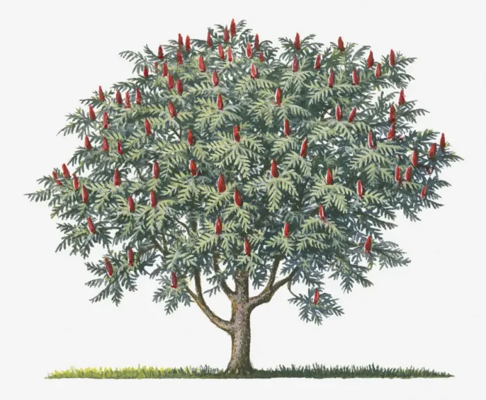 Framed Print : botany, cut out, day, flora, fruit, green, herb, leaf, no people, outdoors, red, rhus typhina Framed Print : botany, cut out, day, flora, fruit, green, herb, leaf, no people, outdoors, red, rhus typhina