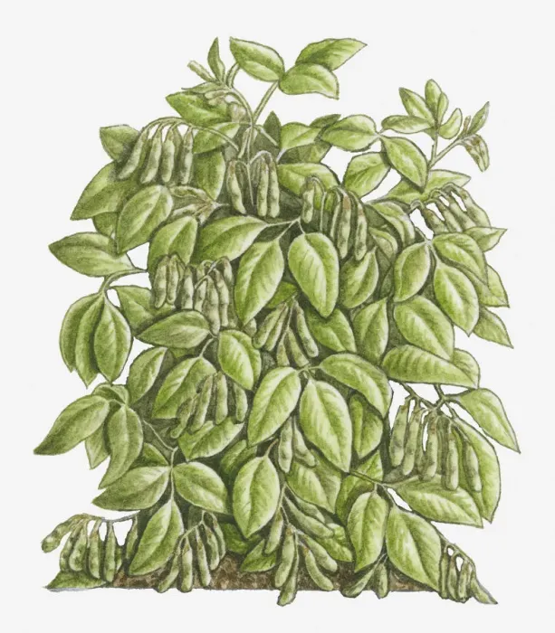 Framed Print : botany, cut out, day, flora, glycine max, green, hanging, herb, leaf, no people, outdoors