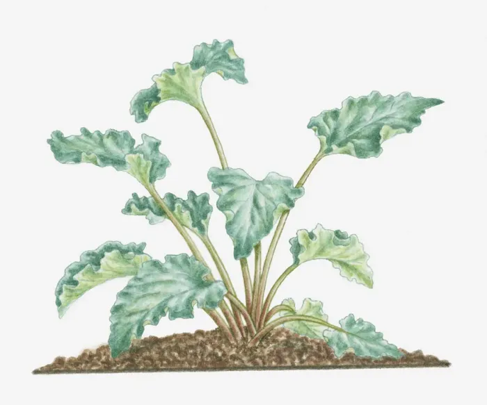 Framed Print : botany, cut out, day, flora, green, herb, leaf, no people, outdoors, rheum officinale Framed Print : botany, cut out, day, flora, green, herb, leaf, no people, outdoors, rheum officinale