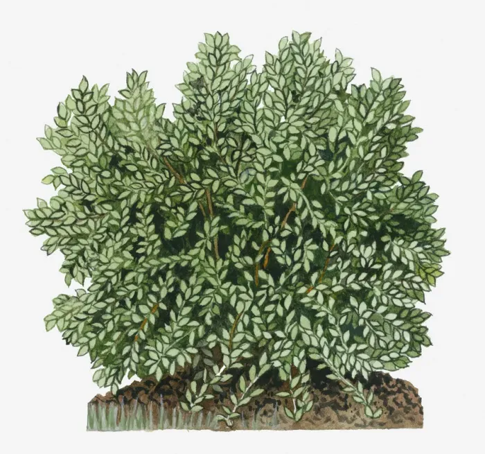 Framed Print : botany, cut out, day, flora, green, herb, leaf, no people, outdoors, shrub, simmondsia chinensis Framed Print : botany, cut out, day, flora, green, herb, leaf, no people, outdoors, shrub, simmondsia chinensis
