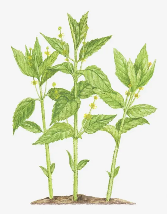 Framed Print : botany, cut out, dogs mercury, euphorbiaceae, flower, foliage, leaf, mercurialis