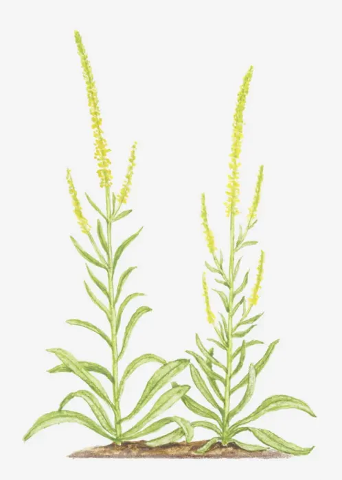 Framed Print : botany, cut out, flower, foliage, leaf, no people, plant, reseda, reseda luteola Framed Print : botany, cut out, flower, foliage, leaf, no people, plant, reseda, reseda luteola