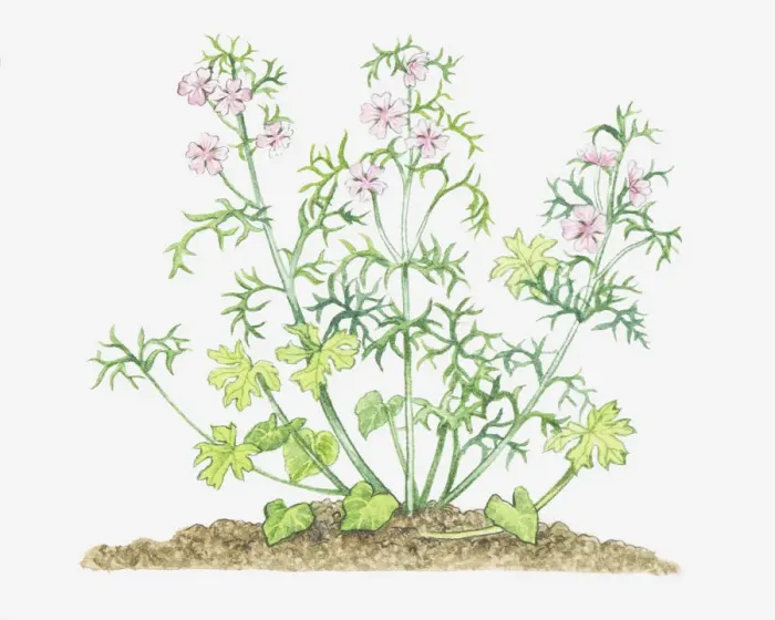 Framed Print : botany, cut out, flower, foliage, leaf, malva moschata, mallow, malvaceae, musk mallow Framed Print : botany, cut out, flower, foliage, leaf, malva moschata, mallow, malvaceae, musk mallow