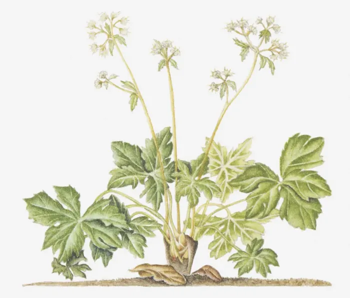 Framed Print : botany, cut out, flower, foliage, growth, leaf, no people, plant, sanicle, sanicula europaea Framed Print : botany, cut out, flower, foliage, growth, leaf, no people, plant, sanicle, sanicula europaea
