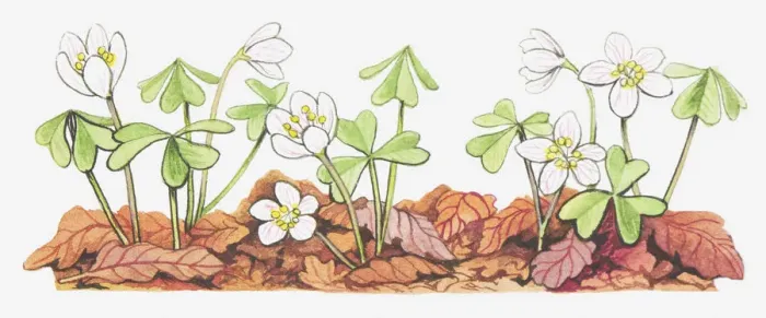 Framed Print : botany, cut out, flower, forest, forest floor, growth, leaf, leaf litter, no people Framed Print : botany, cut out, flower, forest, forest floor, growth, leaf, leaf litter, no people
