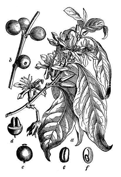 Botany plants antique engraving illustration: Coffea arabica (coffee plant)