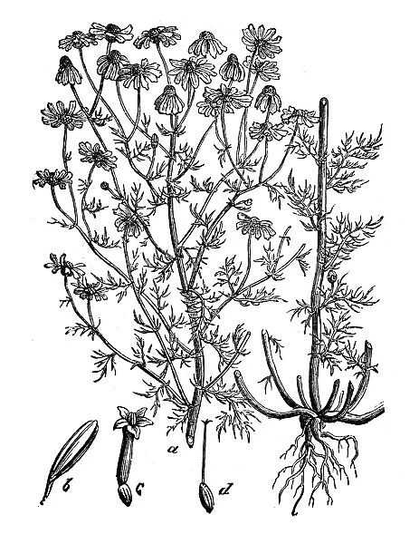 Botany plants antique engraving illustration: Matricaria chamomilla (chamomile)