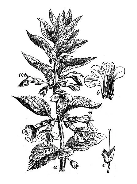 Botany plants antique engraving illustration: Melittis melissophyllum (bastard balm)