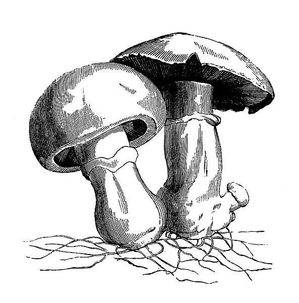Botany plants antique engraving illustration: Agaricus campestris (field mushroom)