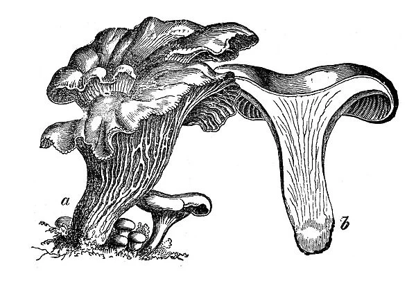Botany plants antique engraving illustration: Cantharellus cibarius (chanterelle, girolle)