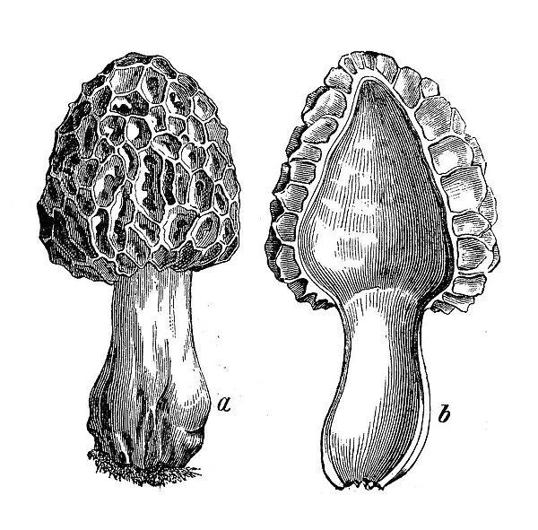 Botany plants antique engraving illustration: Morchella esculenta (common morel, morel, yellow morel, true morel, morel mushroom, sponge morel)