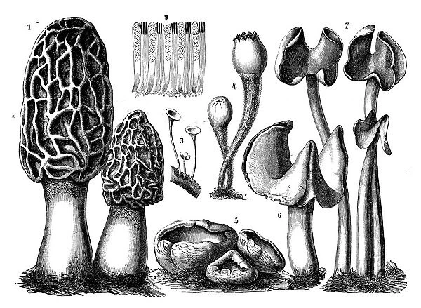 Botany plants antique engraving illustration: ascomycetes