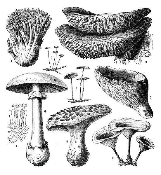 Botany plants antique engraving illustration: Hymenomycetes