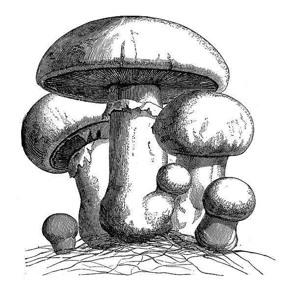 Botany plants antique engraving illustration: Agaricus campestris (field mushroom, meadow mushroom)
