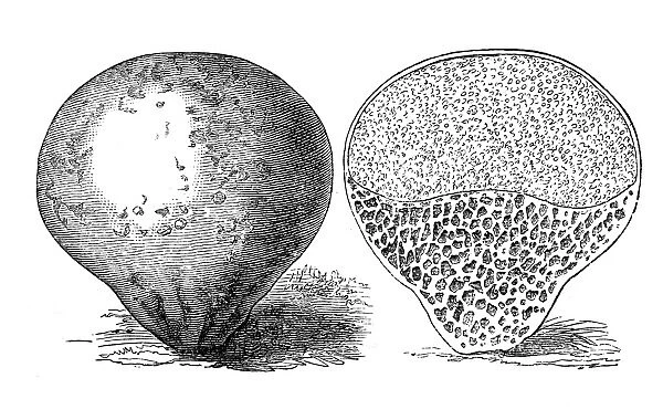 Botany plants antique engraving illustration: Bovista plumbea (paltry puffball)