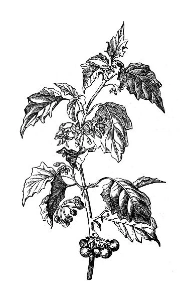 Botany plants antique engraving illustration: Solanum nigrum (European black nightshade, black nightshade, duscle, garden nightshade, garden huckleberry, hounds berry, petty morel, wonder berry)