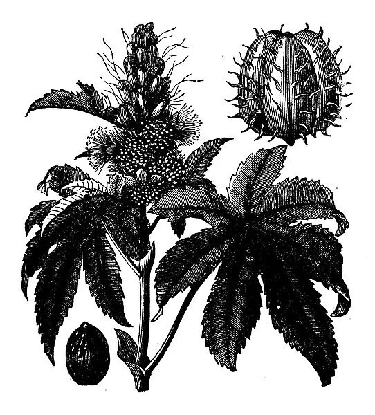 Botany plants antique engraving illustration: Castor Oil Plant