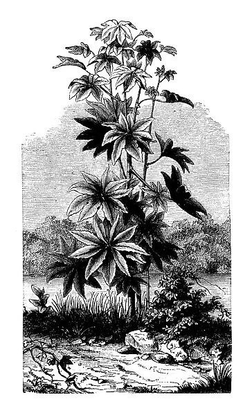 Botany plants antique engraving illustration: Ricinus communis (castorbean, castor-oil-plant)