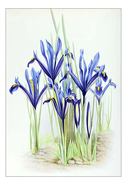 Botany plants antique engraving illustration: Iris reticulata, netted iris