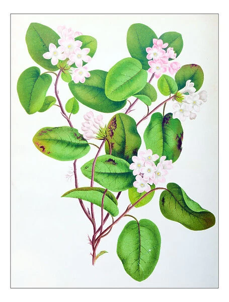 Botany plants antique engraving illustration: Epigaea repens, mayflower, trailing arbutus