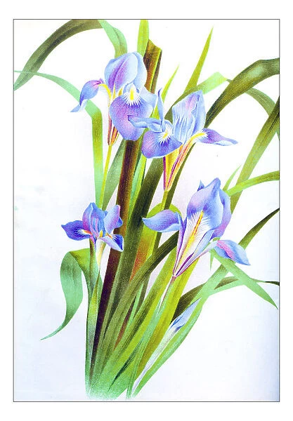 Botany plants antique engraving illustration: Iris unguicularis