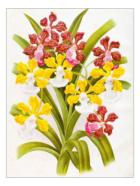 Botany plants antique engraving illustration: Vanda insignis, orchid