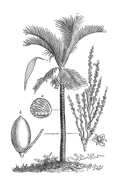 Botany plants antique engraving illustration: Areca catechu, Areca palm